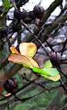 crape myrtle berries-5.jpg