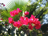 bougainvillea-4