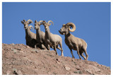 Desert Bighorn Sheep Family