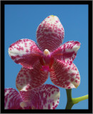 Orchid #10