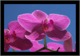 Orchid #14