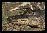 American Alligator #3