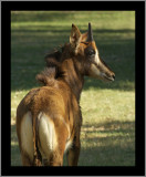 Sable Antelope Kid #1