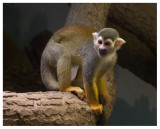 Squirrel Monkey