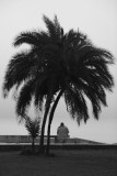 meditation of a palm tree on human condition