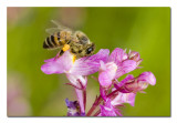 Honey Bee 1.jpg