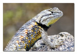 Spiny Lizard 11.jpg