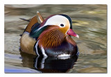 Mandarin Duck1.jpg