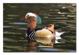 Mandarin Duck 2.jpg