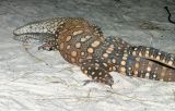 mating low res.jpg