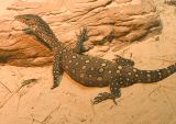 gravid perentie female.jpg