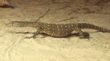 gravid perentie.jpg