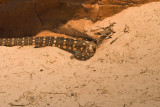perentie digging 2.jpg