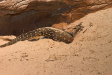 perentie digging.jpg