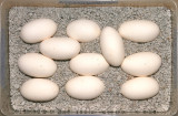 eggs.jpg