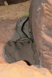 perentie in hole.jpg