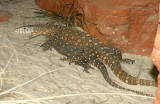 perenties post sex lo res.jpg