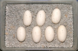 perentie eggs 05 01 07.jpg
