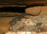 Egernia cunninghami.jpg
