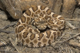 Carrizo Plain rattlesnake.jpg