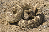 western rattlesnake 2.jpg
