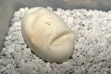 egg.jpg