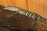perentie basking lo res.jpg
