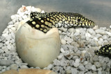 perentie emerging lo res.jpg