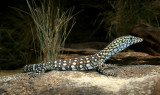 hatchling perentie.jpg