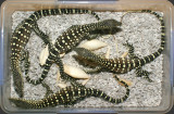last egg box of perenties lo res.jpg