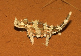 Moloch horridus lo res.jpg