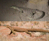 panoptes comparison.jpg