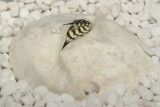 perentie clutch B.jpg