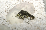 perentie clutch 2 close-up.jpg
