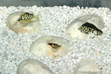 perenties clutch 2.jpg