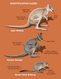 wallabies 2 low res.jpg