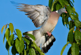 Common Wood Pigeon