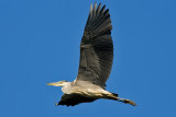 Grhger	Ardea cinerea  Grey Heron