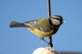 blue tit