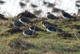 Lapwing