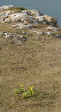 Daffs on the Orme