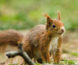 Red Squirrel