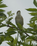 Sedge Warbler