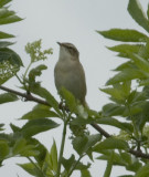 Sedge Warbler