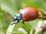 Poplar Leaf Beetle