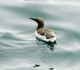 guillemot2.jpg