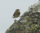 rockpipit5.jpg