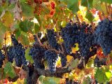 Wine on the Vine