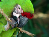 Military Macaw