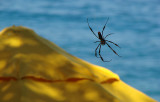 Spider, Umbrella and the Sea